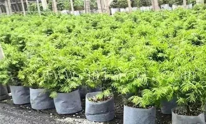 園林綠化苗木種植技術(shù)要點(diǎn) 